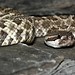 Coronado Island Rattlesnake - Crotalus o. caliginis