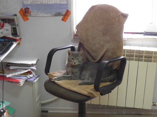    // Cat in chair ©  alexyv