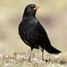 Confident Blackbird