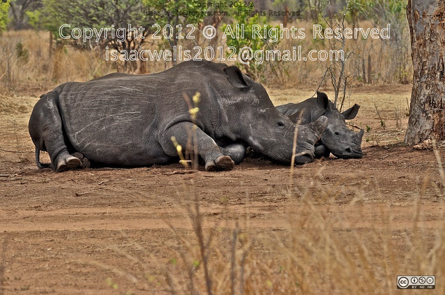 BLACK RHINOS. MOTHER AND ITS BABY CALF. CUB SOUTH AFRICA, BOTSWANA & Zambia The Mosi-O-Tunya National Park 2011