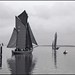 Off to the race (Zeese-boot race on the Bodden; Baltic Sea) July 2012