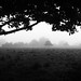 Morning Fog Emerging From Trees
