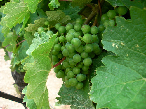 july 17 grapes