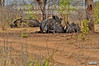BLACK RHINO SOUTH AFRICA, BOTSWANA & Zambia The Mosi-O-Tunya National Park 2011