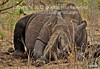 BLACK RHINO. TWO HORN BLACK RHINO. SOUTH AFRICA, BOTSWANA & Zambia The Mosi-O-Tunya National Park 2011