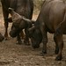 Bufalos brigando