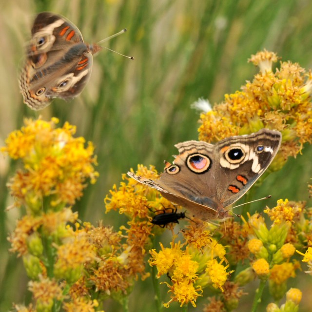Frisky Common Buckeye (Junonia coenia) butterflies on Scale Broom (Lepidospartum squamatum, Asteraceae) - thinking about mating