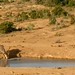 Kudu macho bebendo agua