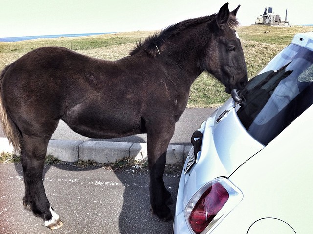 horse car digital pony utata aomori fiat500 2012 cinquecento ?? iphone kandachime iphone4 ??? ??? capeshiriya higashidorimura
