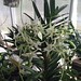 Angraecum flarulentum x Angraecum eburneum - Renate Schmidt