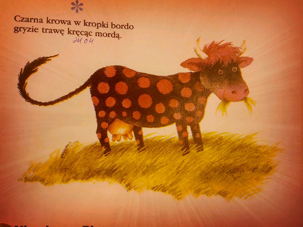 : Czarna krowa w kropki bordo