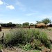 Mais uma vila Himba pelo caminho