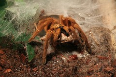 Feeding tarantula 3/5 by Selen Spender, on Flickr