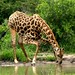 Ai oh, mais uma girafa bebendo agua!