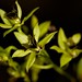 Dendrobium convolutum – Merle Robboy