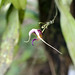 Un orchidea minuscola