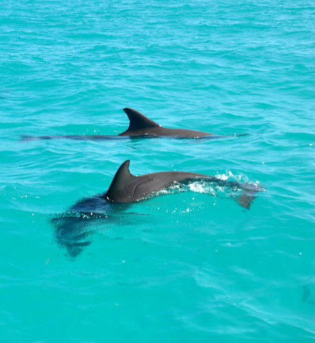dolphins-key-west-baby-209 by M.-J. Taylor, on Flickr