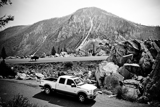 bw ford buffalo yellowstonenationalpark yellowstone bison fordtruck bisoncrossing fordcommercial fordkingrach