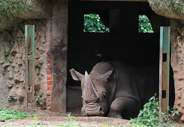 Rhinoceros        Resting....