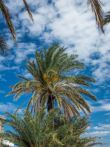Palm Trees ©  kuhnmi