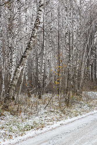 the first snow ©  Dmitry Karyshev
