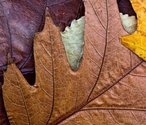 Leaves by SammCox, on Flickr