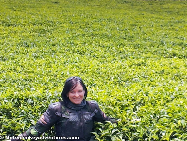 Danielle Standing In A Tea Plantation