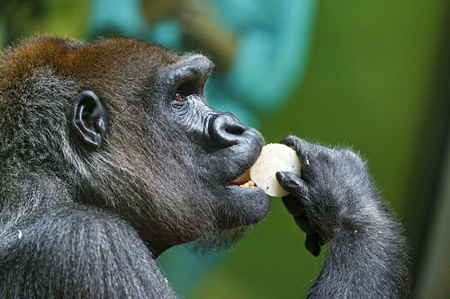 Posh female gorilla eating