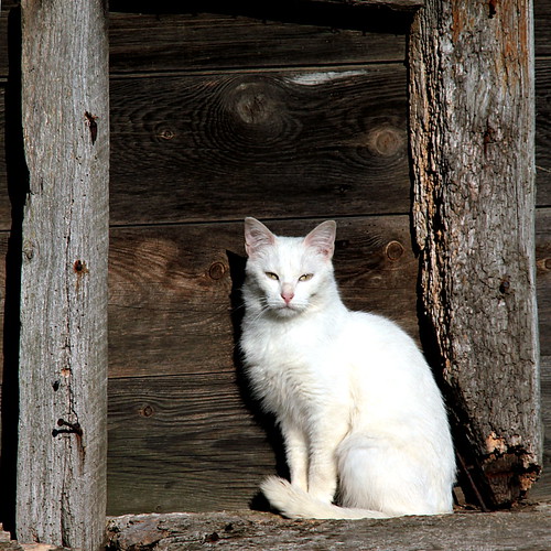Le chat de B'ethonsart ©  OliBac