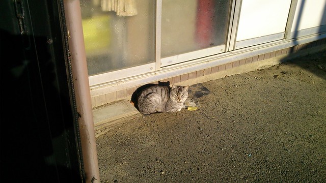 Today's Cat@2012-12-10