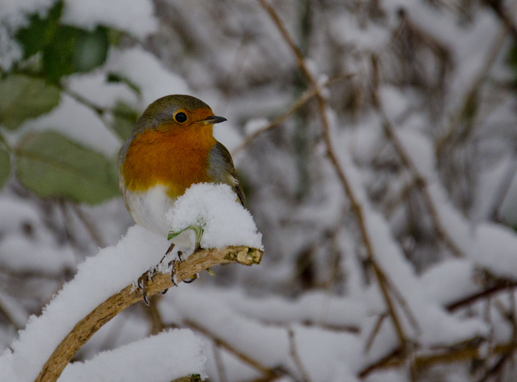 : Winter bird 2 - crop