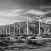 Desert Windmills B&W