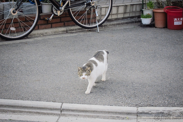 Today's Cat@2013-03-02