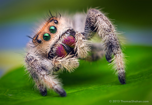 Female Jumping Spider - Phidippus regius by Thomas Shahan, on Flickr