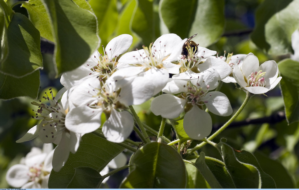 :   (Blooming pear)