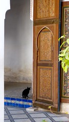 Gato en puerta marroquí • <a style="font-size:0.8em;" href="http://www.flickr.com/photos/92957341@N07/8458779232/" target="_blank">View on Flickr</a>