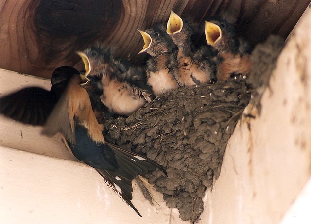 Successful swallow parent feeds one baby at a time