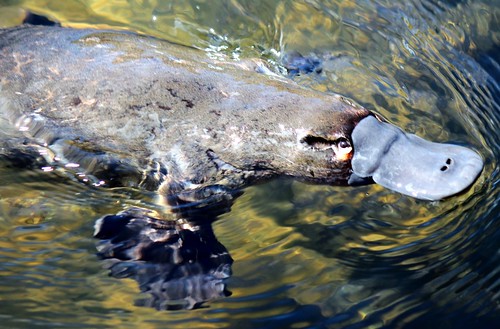 Platypus  fully emerged from the water. by Trevira1, on Flickr