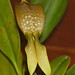 Bulbophyllum burfordiense 'Irian Jaya' – Merle Robboy