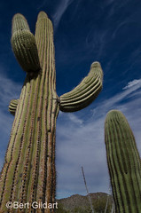 Saguaro (1 of 2)