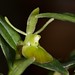 Epidendrum porpax var 'Gold Country' – Alex Nadzan