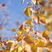 Bright Leaves and Sky