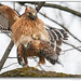Red-Shouldered Hawks Mating