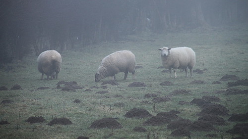moutons brumeux / misty sheeps ©  OliBac