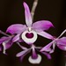 Dendrobium lituiflorum – Merle Robboy
