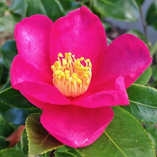 Small Dark Pink Single Camellia Flower - 20130424