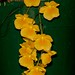 Dendrobium lindleyi – Pearl Crosier