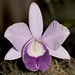 Lc. Mini Purple 'Blue Hawaii' – Jerry Spencer