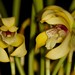 Maxillaria porphyrostele – Merle Robboy