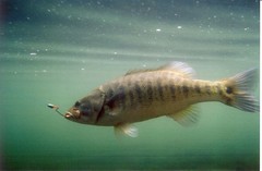 Angler-hooked shoal bass